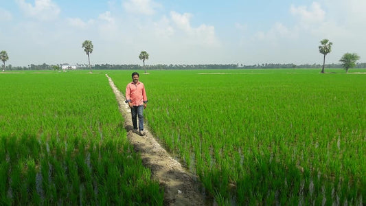Rediscovering Native Variety Rices: The Grains Our Soil Still Remembers