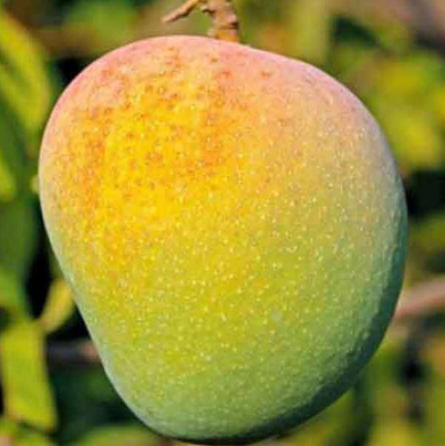 Organic Mango Mélange (₹185/kg)