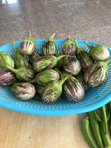 Brinjal