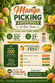 🧺🥭 Pick, Taste & Take Home Fresh Mangoes - 20th June Saturday