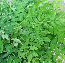 Fresh Moringa Leaves