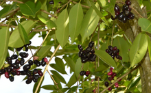 Nerale hannu/Java Plum/Indian Blackberry - 500g