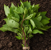 Red Stem Gongura