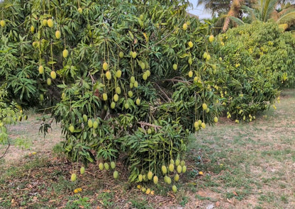 Organic Mango Mélange (₹185/kg)