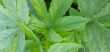 Green Stem Gongura