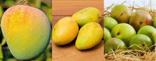 Mixed Varity Mango(Badami-Raspuri-Banganapalli)