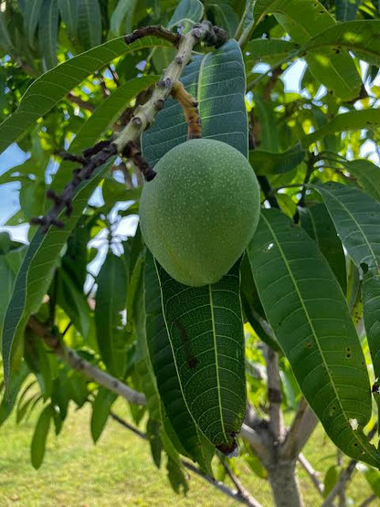 Organic Malgova Mango - Premium (₹290/kg)