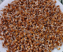 Sprouts - Horse Gram (200 Gms Box)